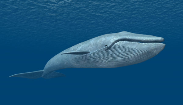 Gigantes del mar